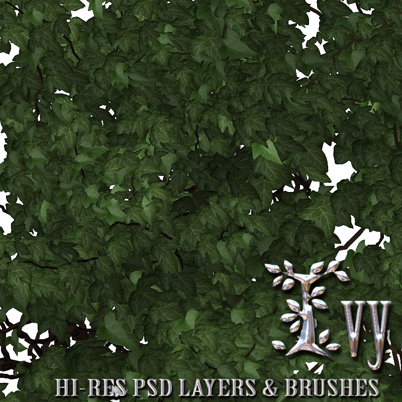Ivy - PSD Layers & Brushes by N/A