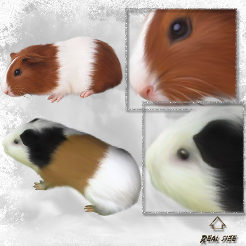 ANIMALIS - Pet Store by N/A