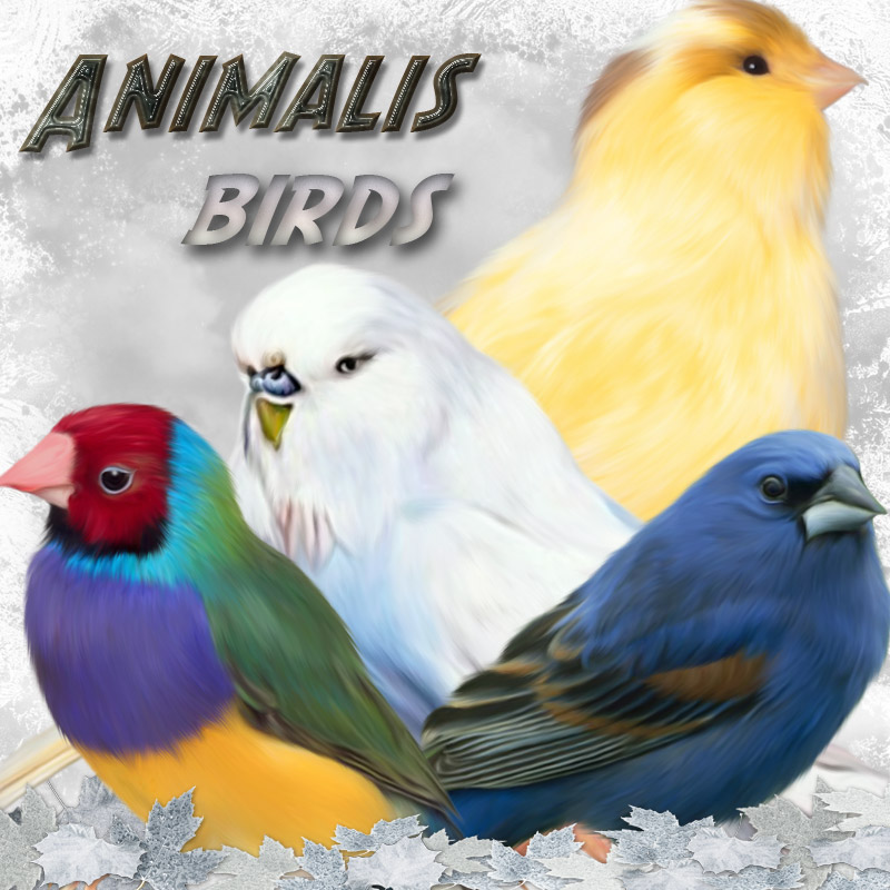 ANIMALIS-Birds by N/A