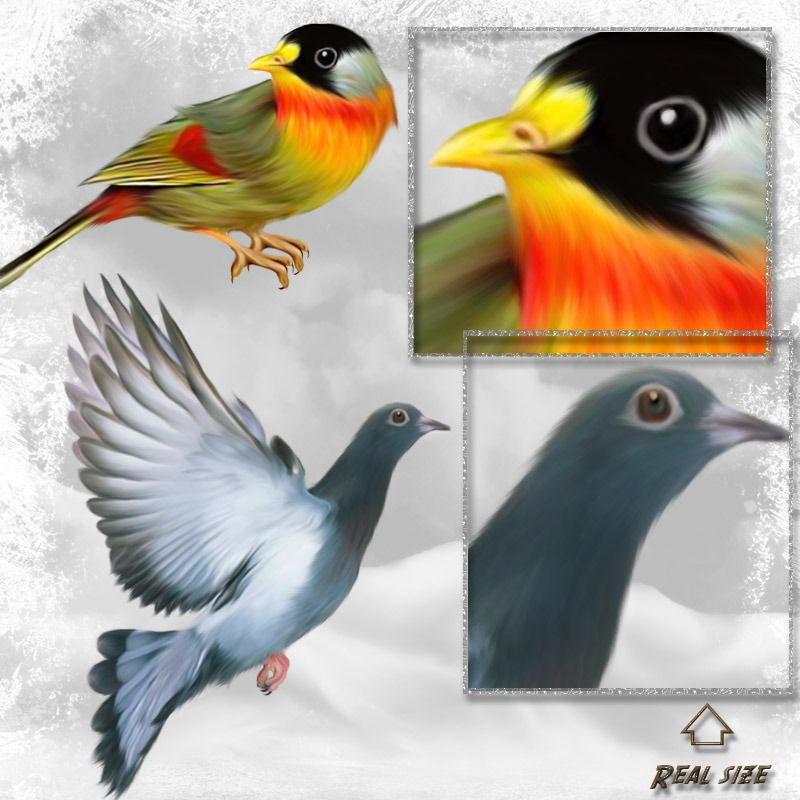 ANIMALIS-Birds by N/A