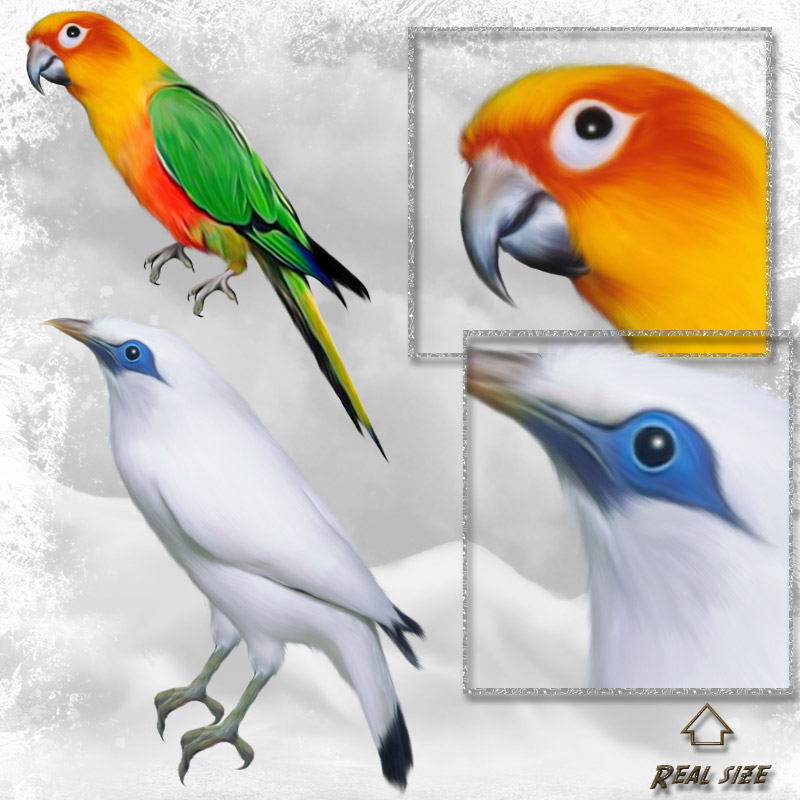 ANIMALIS-Birds by N/A