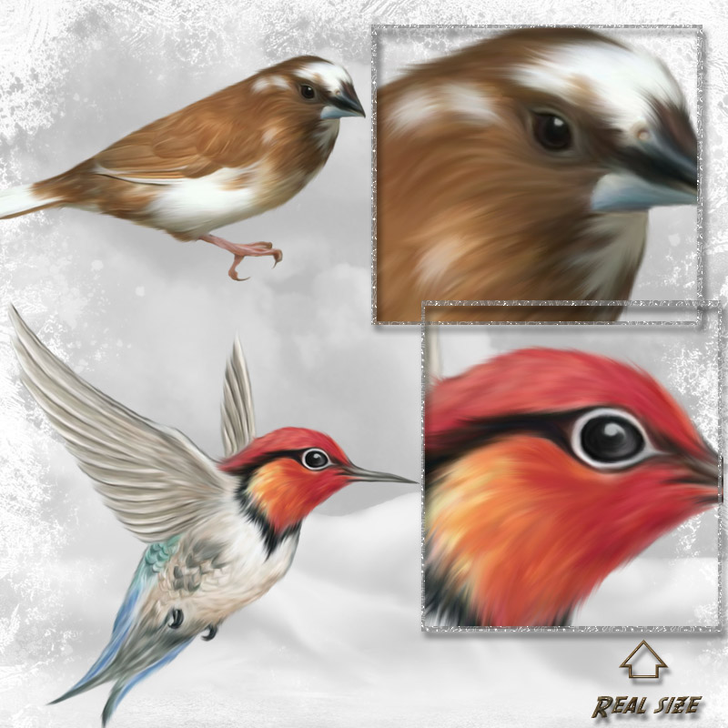 ANIMALIS-Birds by N/A