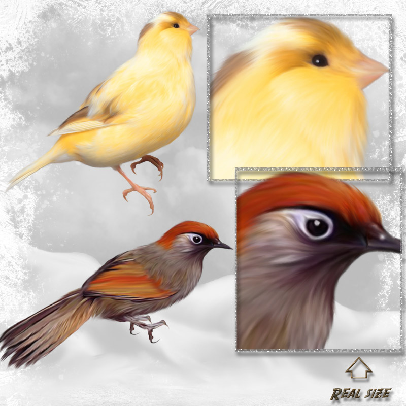 ANIMALIS-Birds by N/A