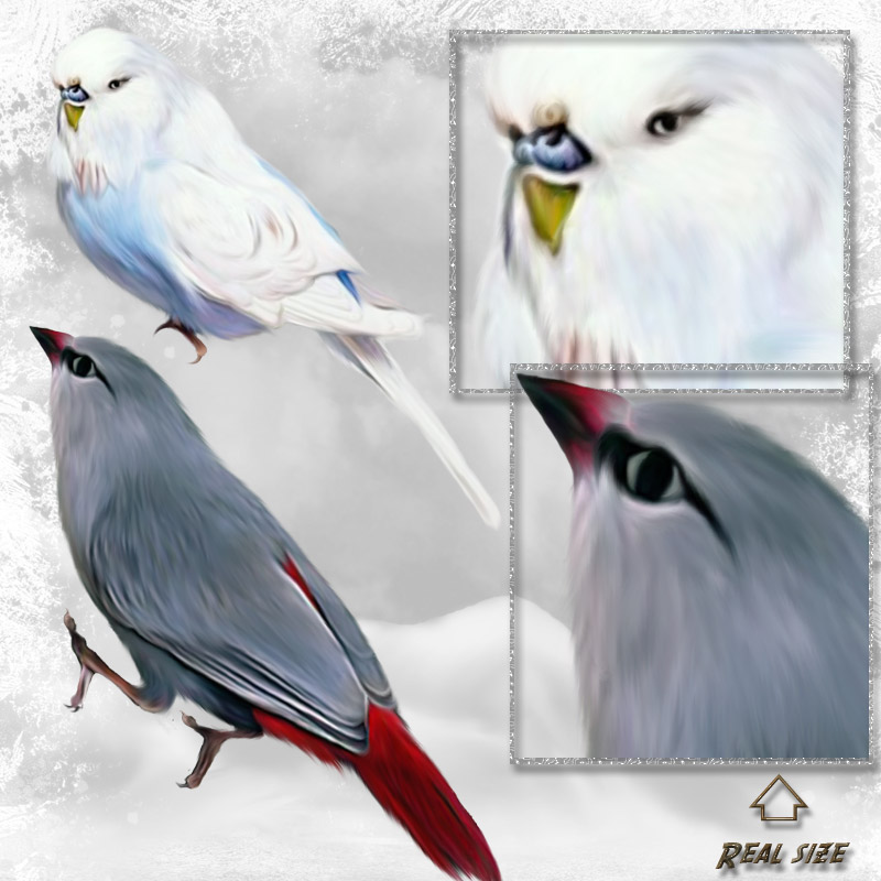 ANIMALIS-Birds by N/A