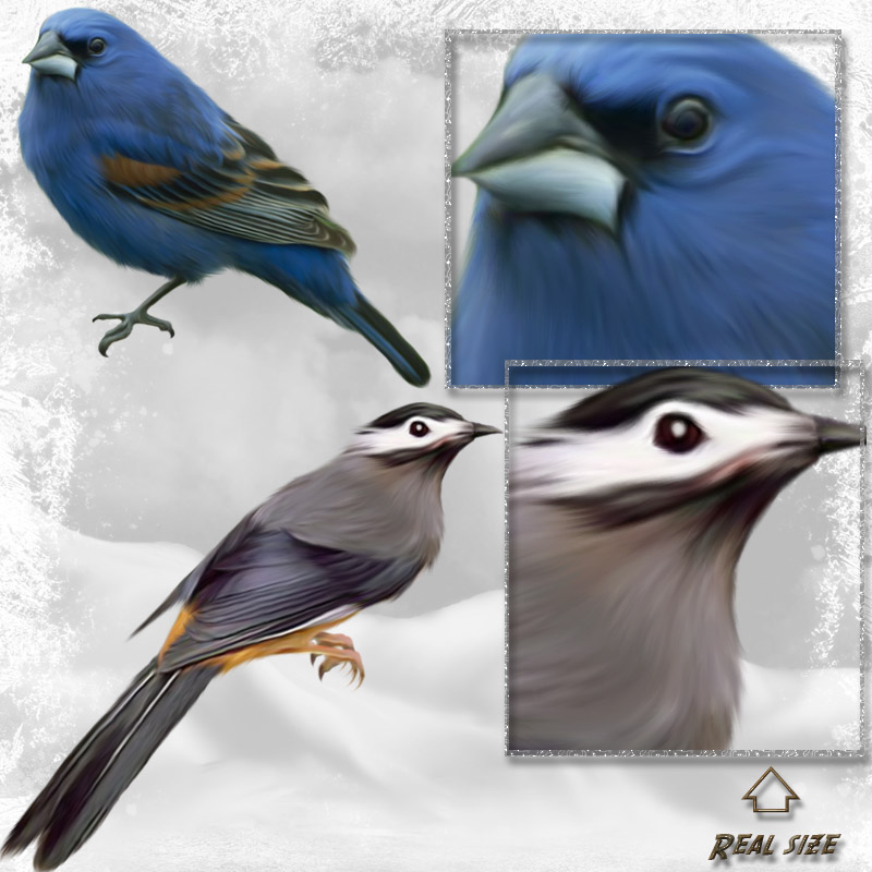 ANIMALIS-Birds by N/A