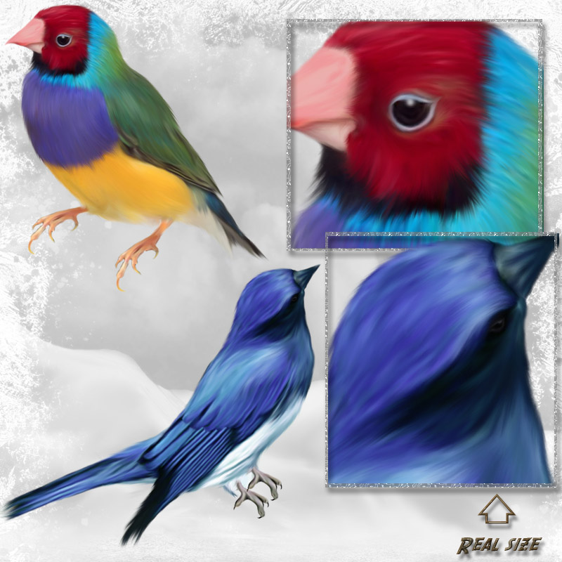 ANIMALIS-Birds by N/A