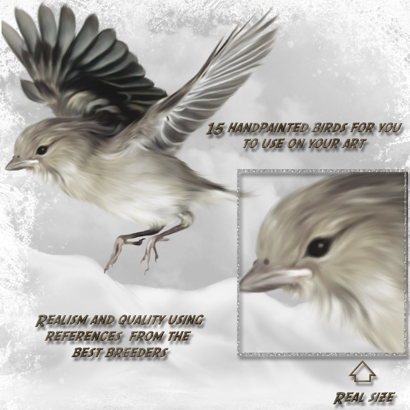ANIMALIS-Birds by N/A