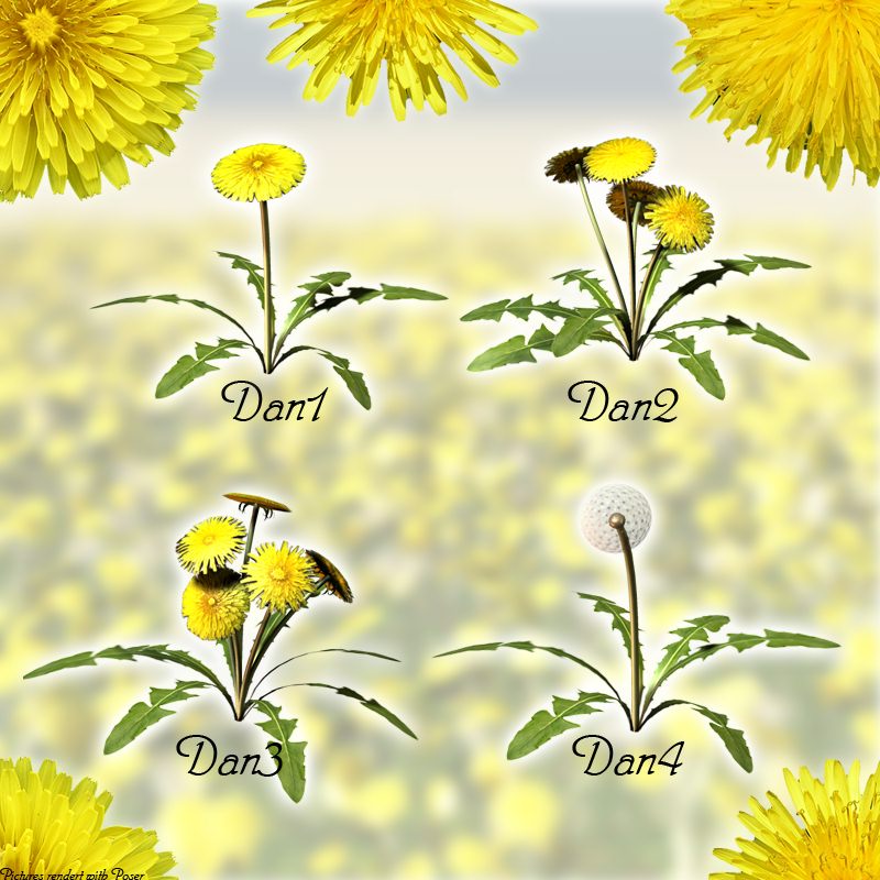 Flinks Dandelion by N/A