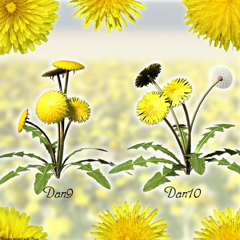 Flinks Dandelion by N/A