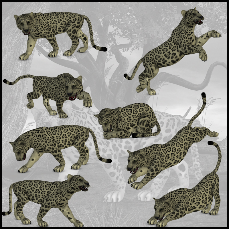 CG Panther Poses by N/A