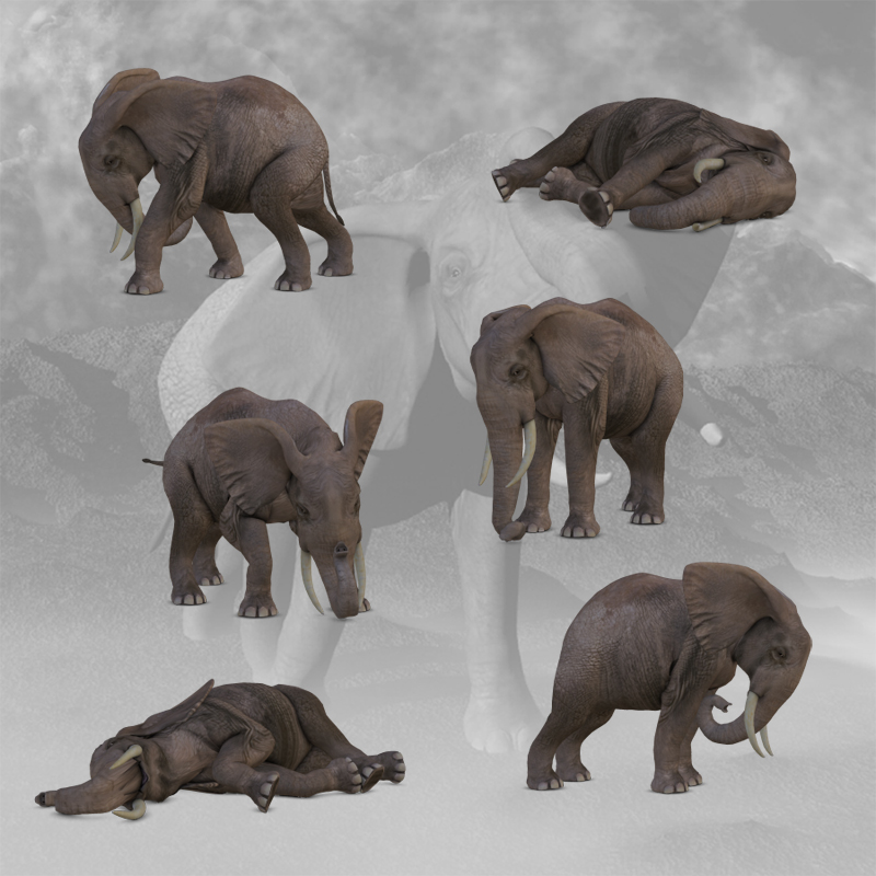 CG Elephant Poses by N/A