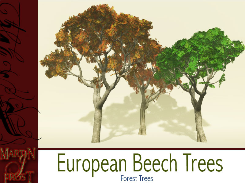 European Beech Trees by N/A