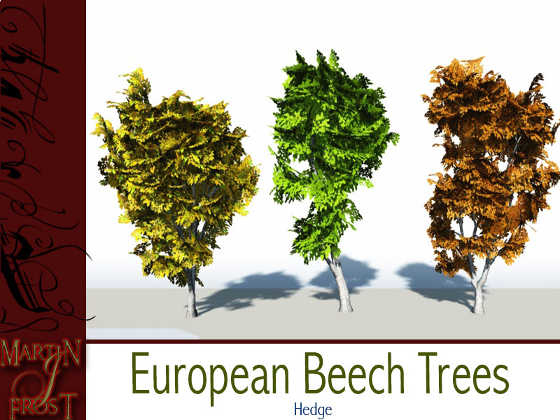 European Beech Trees by N/A
