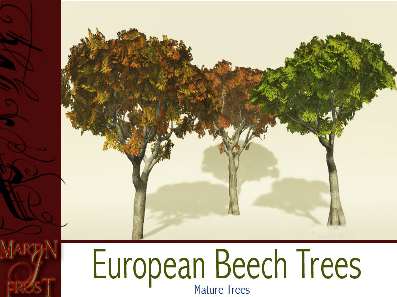 European Beech Trees by N/A