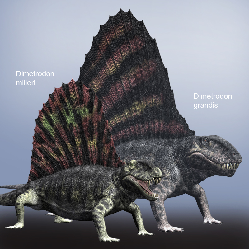 DimetrodonDR by N/A