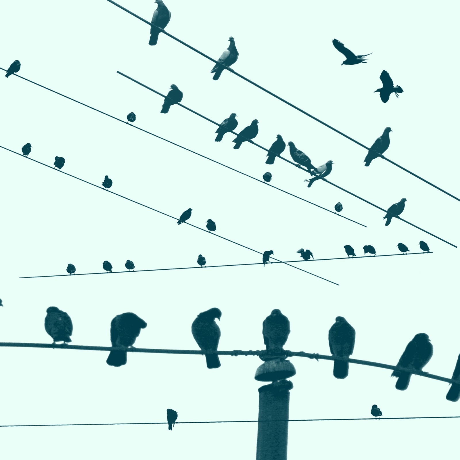 Bird Brushes by N/A