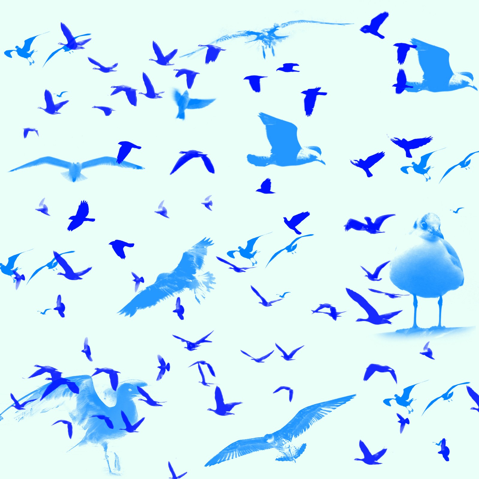 Bird Brushes by N/A
