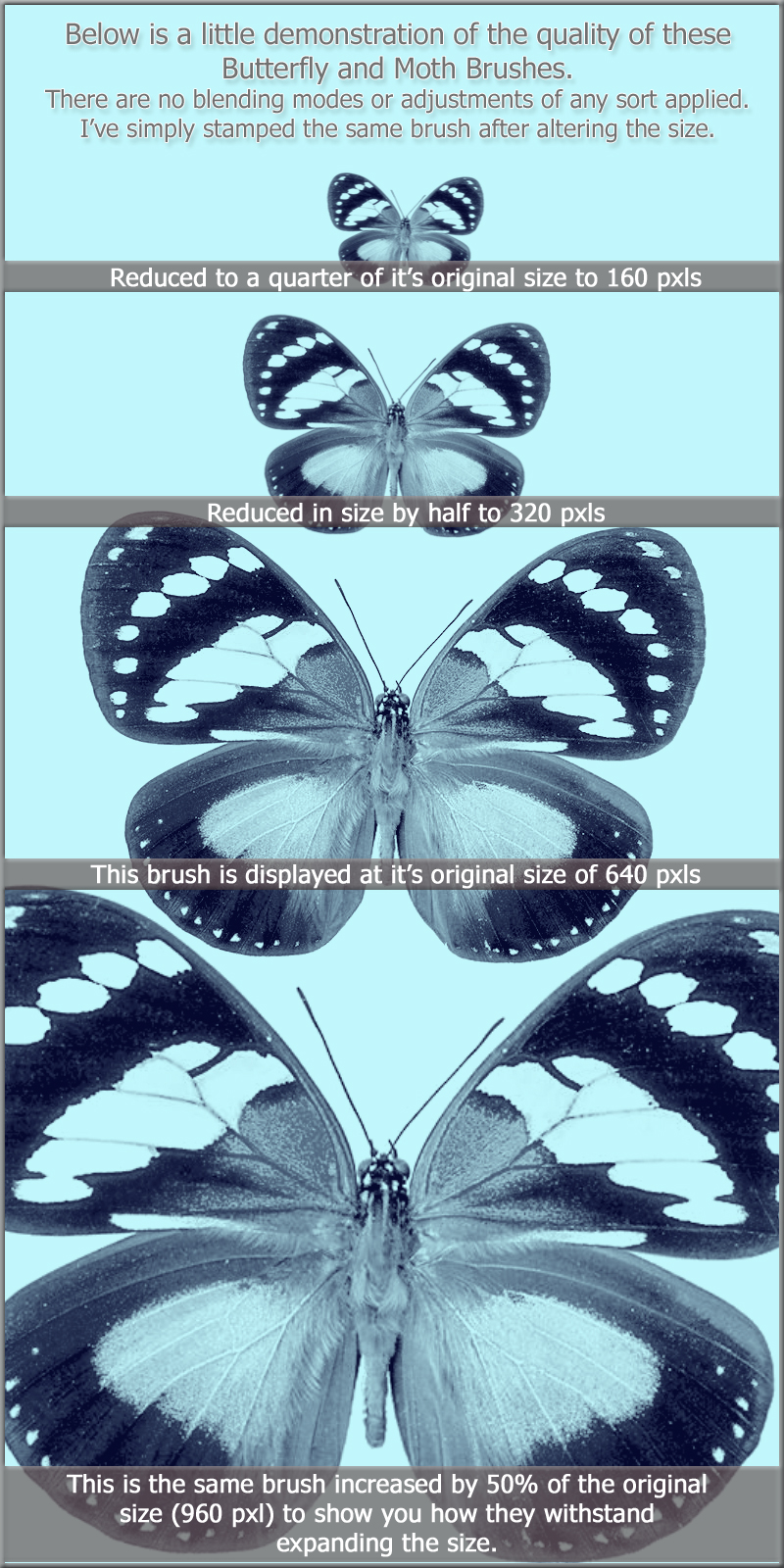 Butterfly and Moth Brushes by N/A