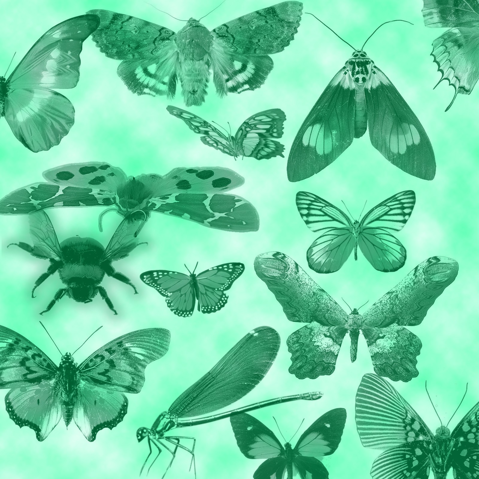 Butterfly and Moth Brushes by N/A