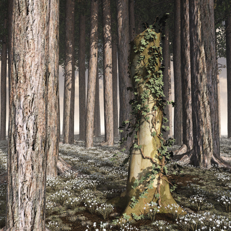 Dead Tree Trunk by N/A