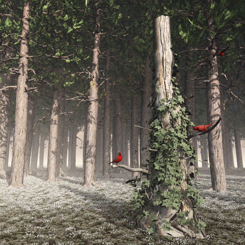 Tree Two by N/A