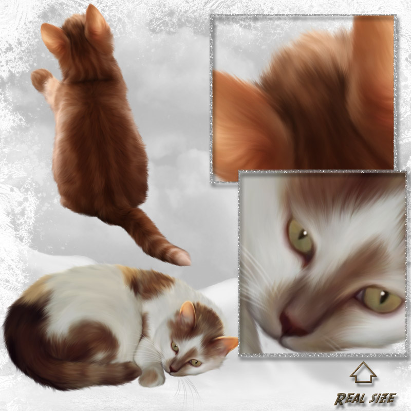 ANIMALIS - Cats 2 by N/A