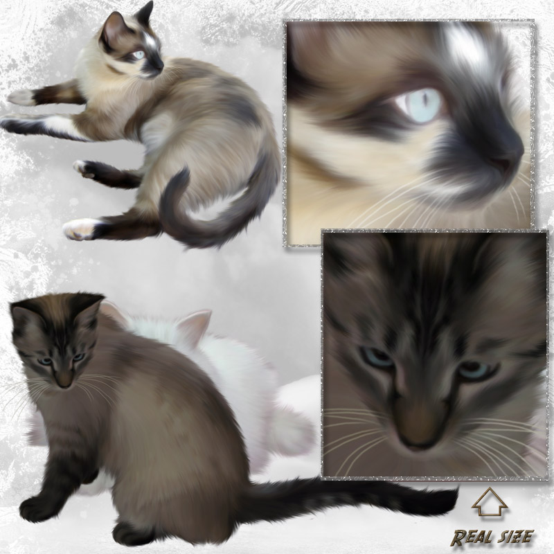 ANIMALIS - Cats 2 by N/A