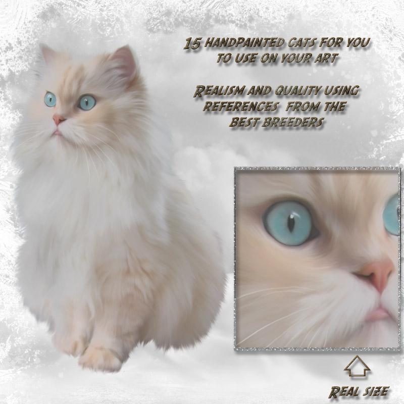 ANIMALIS - Cats 2 by N/A