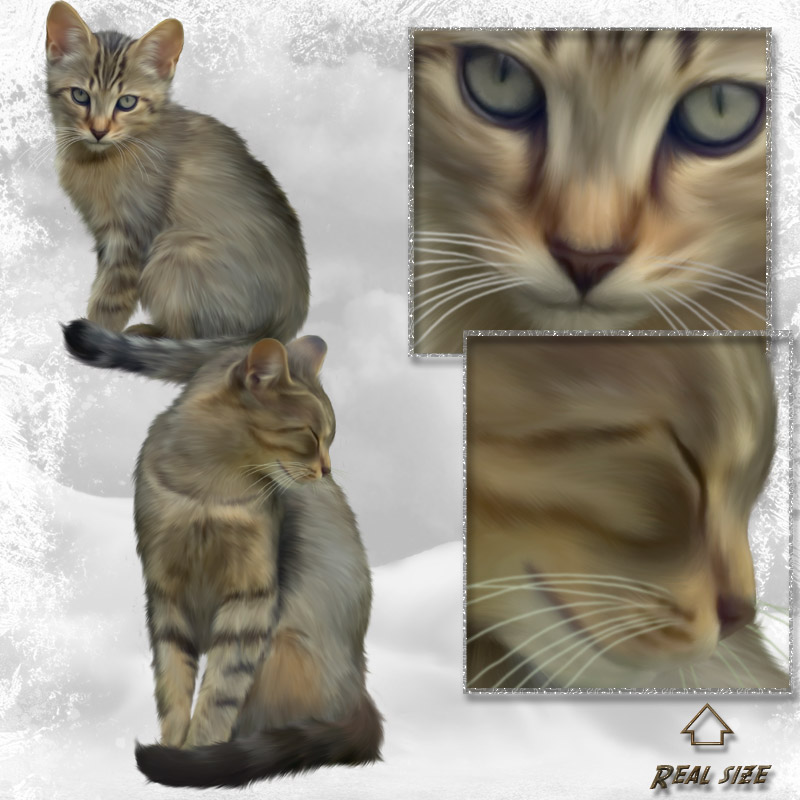 ANIMALIS - Cats 2 by N/A
