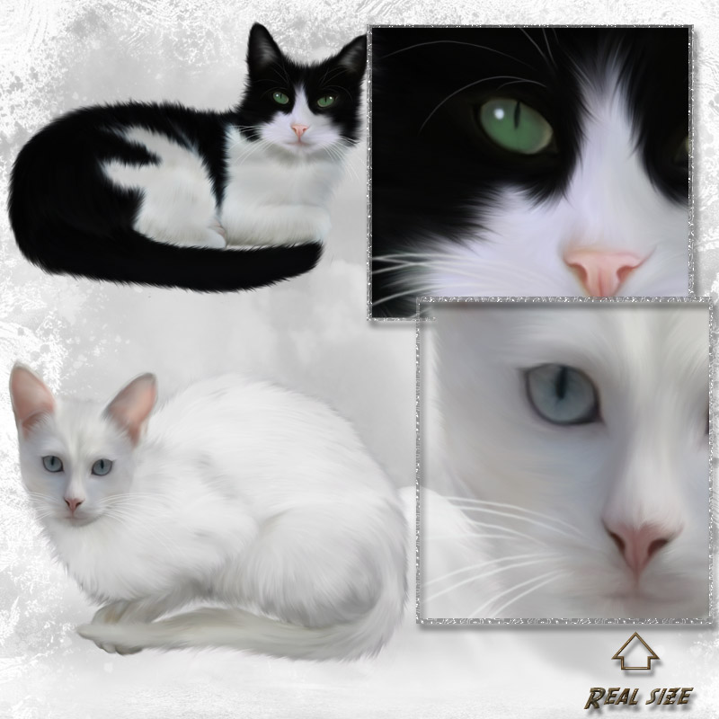 ANIMALIS - Cats 2 by N/A