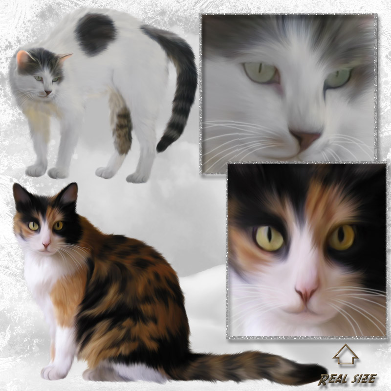 ANIMALIS - Cats 2 by N/A