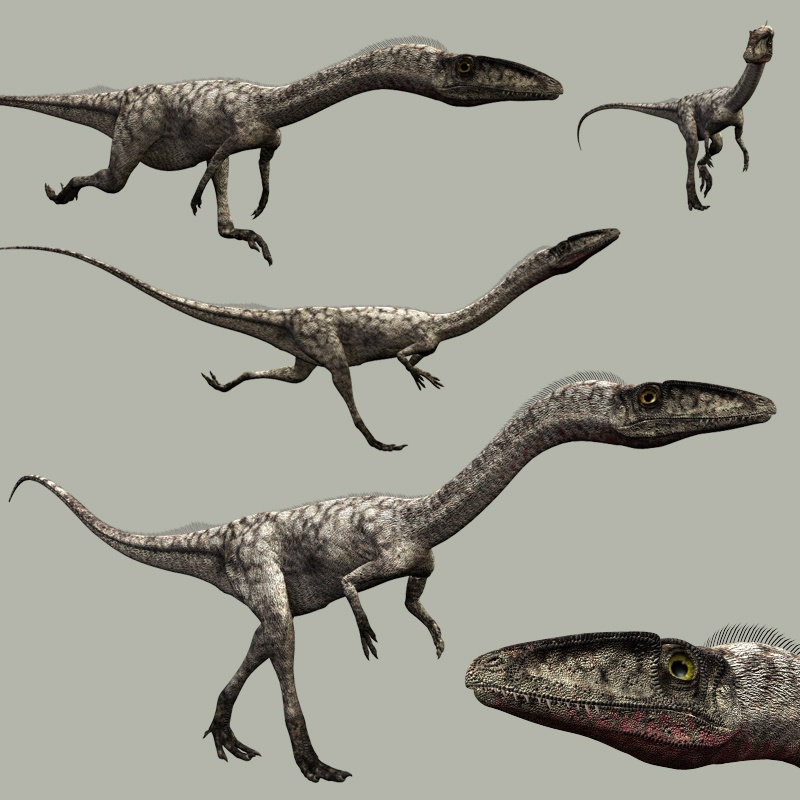 CoelophysisDR by N/A
