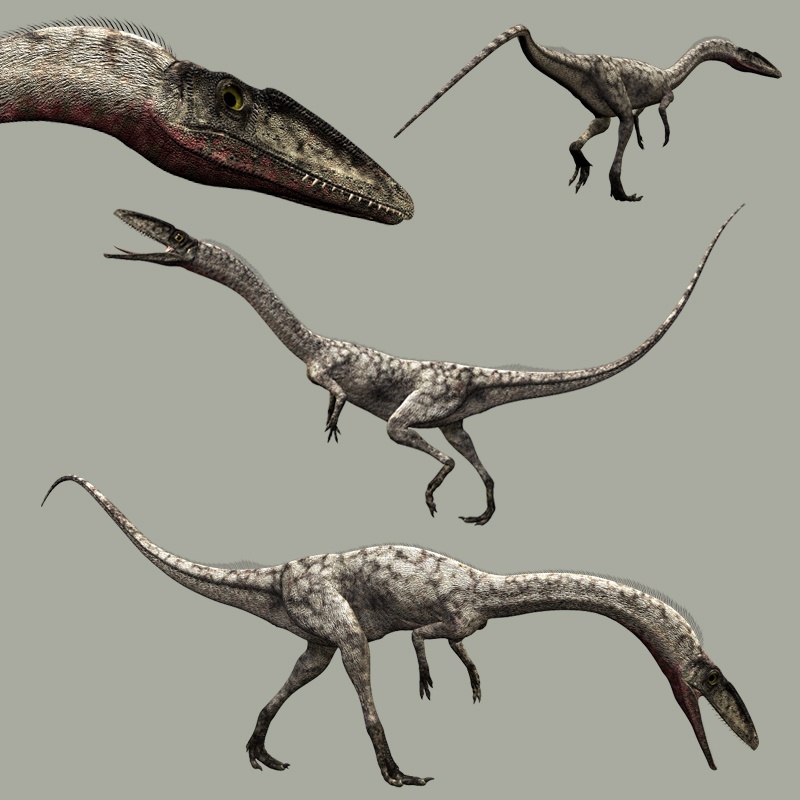CoelophysisDR by N/A