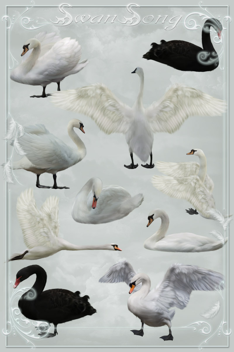 Swan Song by N/A