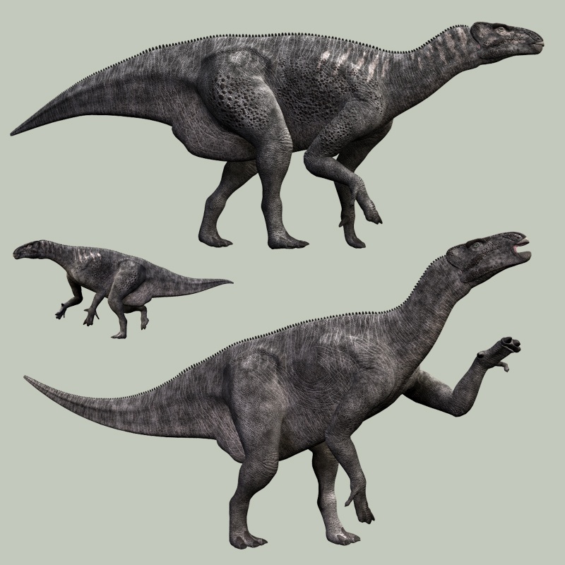 IguanodonDR by N/A