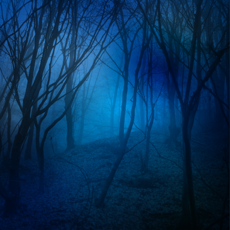 FS Forests and Trails Brushes by N/A