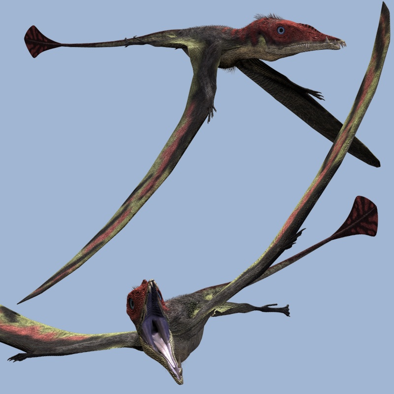 EudimorphodonDR by N/A