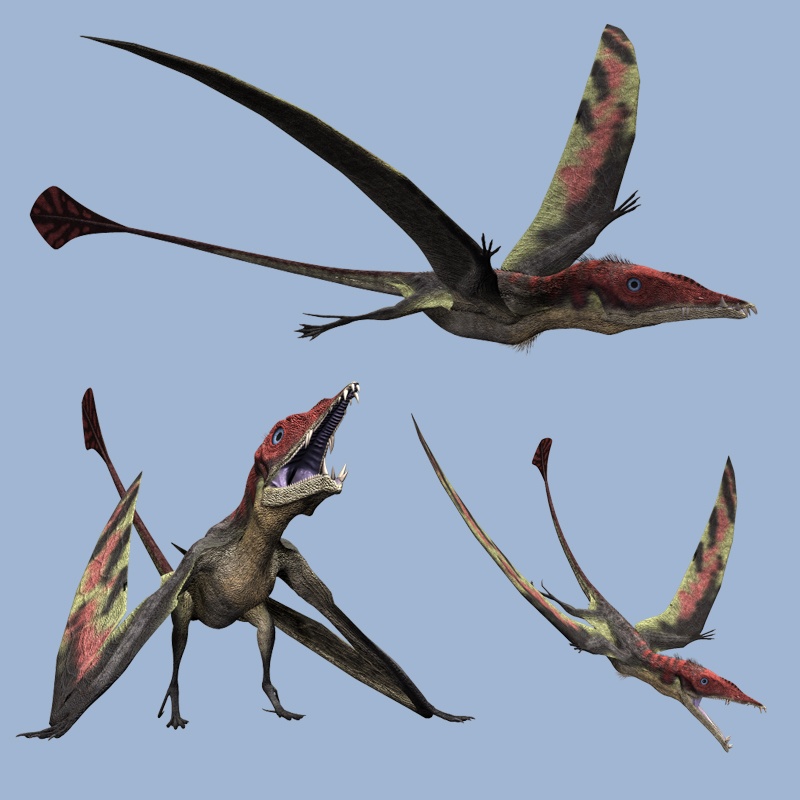 EudimorphodonDR by N/A