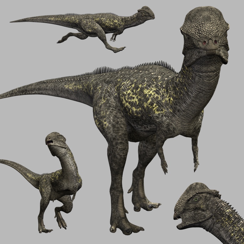 StegocerasDR by N/A