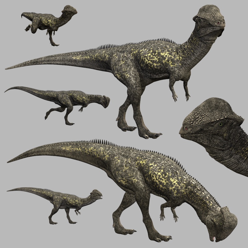 StegocerasDR by N/A