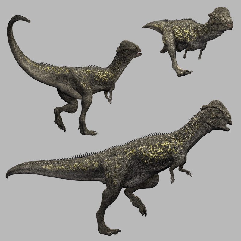 StegocerasDR by N/A