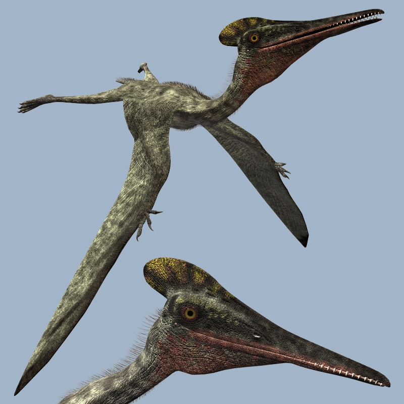 PterodactylusDR by N/A