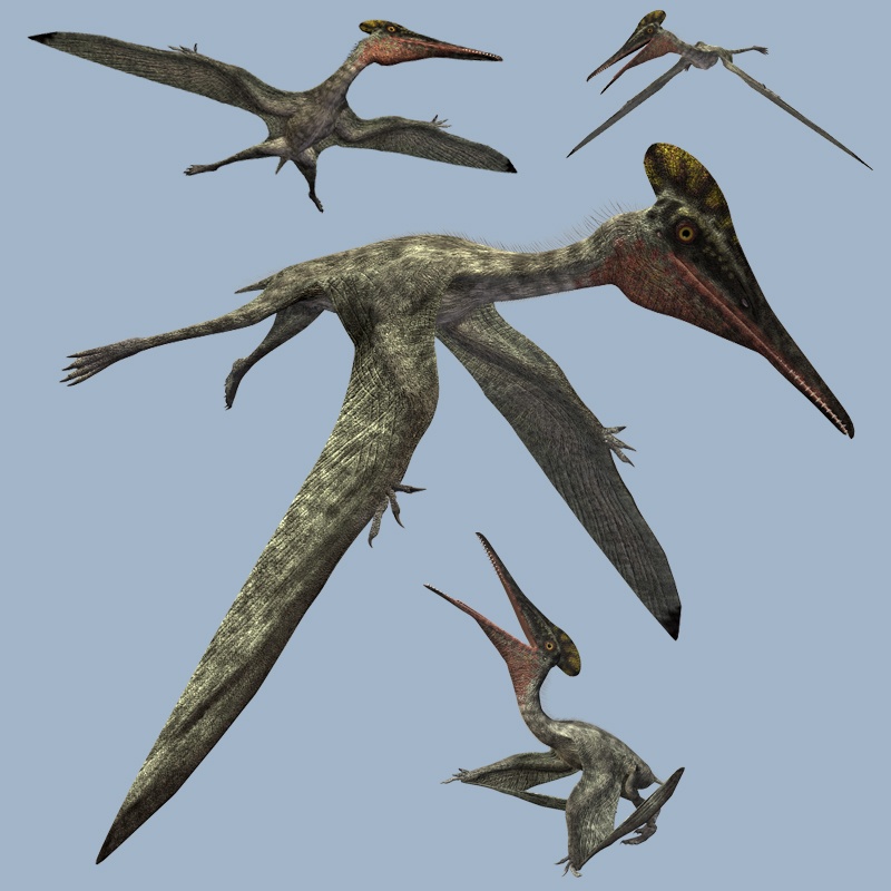 PterodactylusDR by N/A