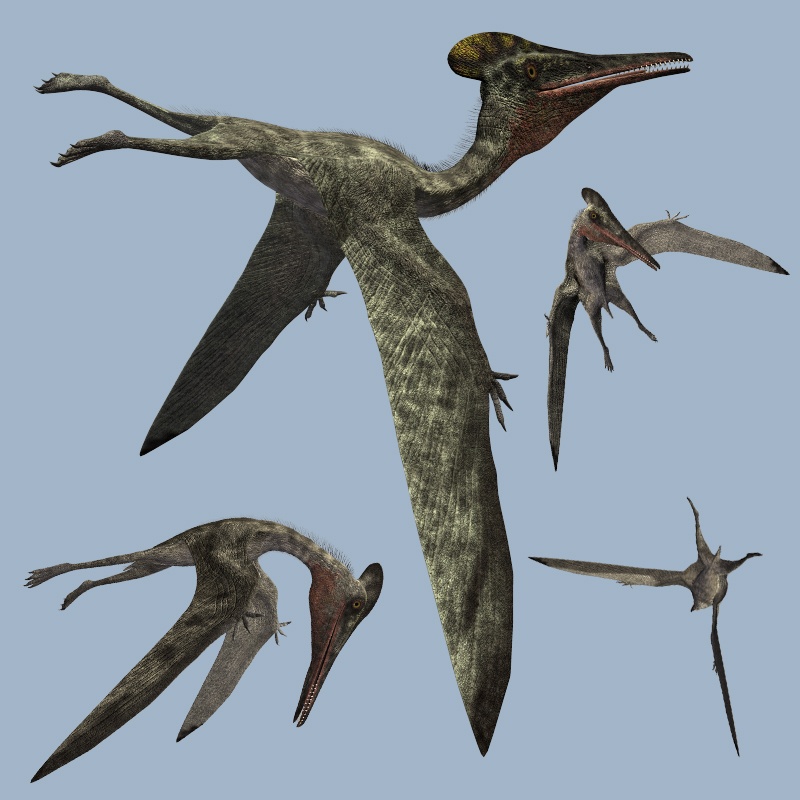 PterodactylusDR by N/A