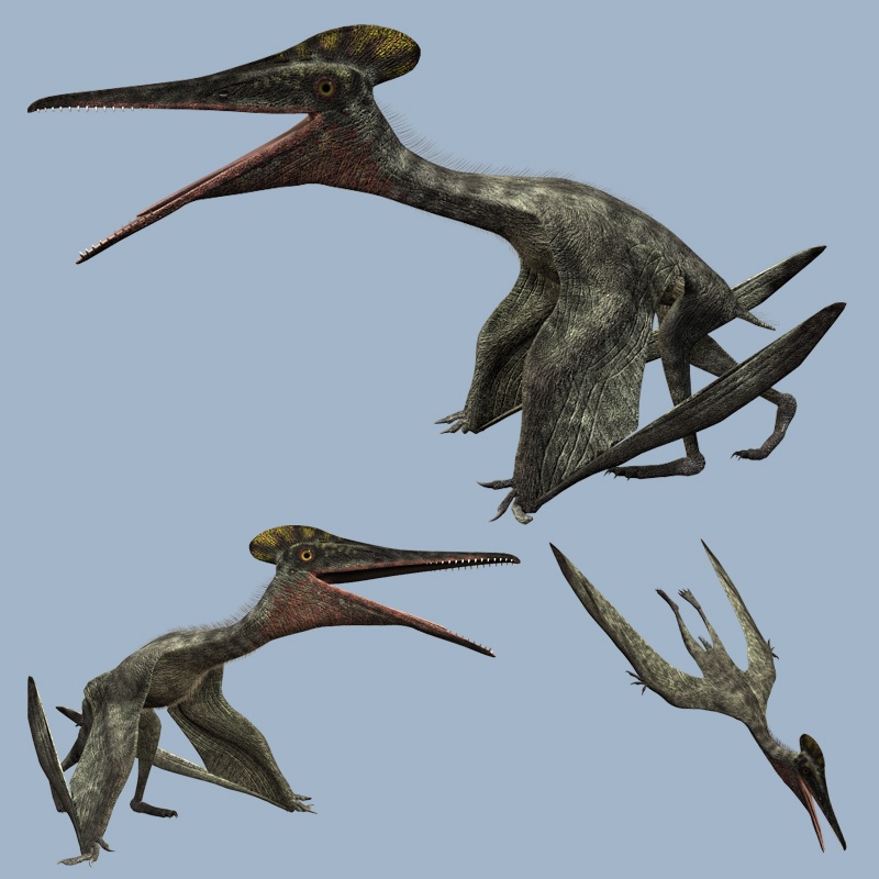 PterodactylusDR by N/A