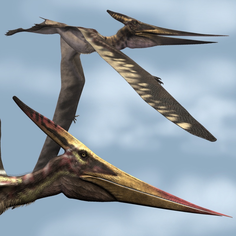 PteranodonLDR by N/A