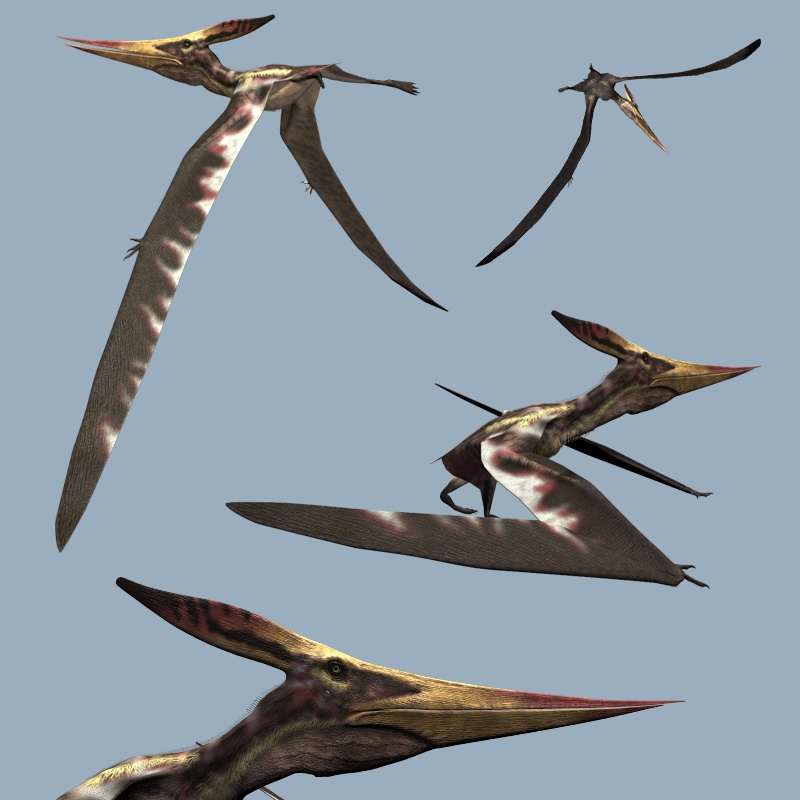 PteranodonLDR by N/A