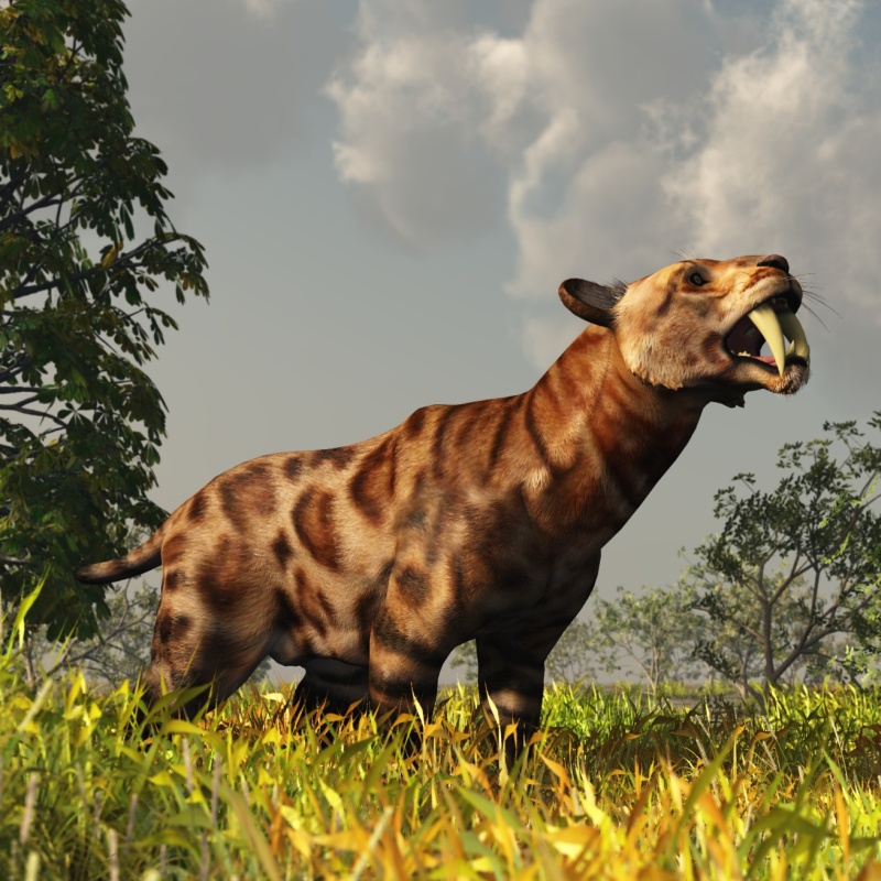 SmilodonDR by N/A