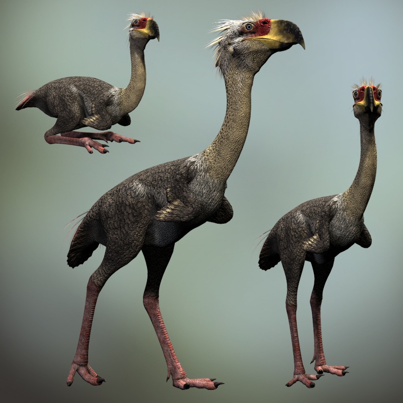 PhorusrhacosDR by N/A