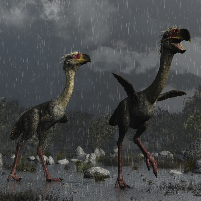 PhorusrhacosDR by N/A